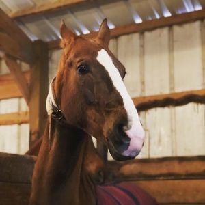 Meet your Posher, Haley